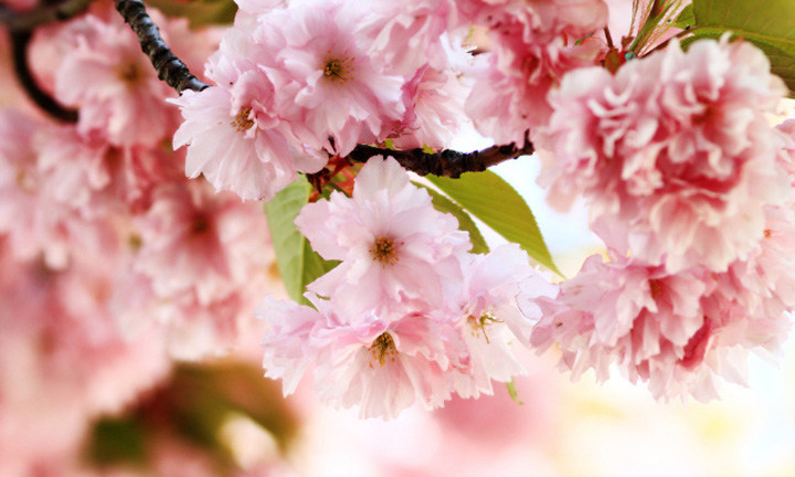 春暖花開(kāi)時(shí)節(jié),2021年博皓“鷹之家”學(xué)習(xí)組織班委換屆盛典