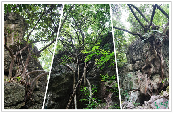 多彩貴州，魅力天下，2021年廣東博皓快樂貴州行-3