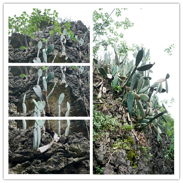 多彩貴州，魅力天下，2021年廣東博皓快樂貴州行-4