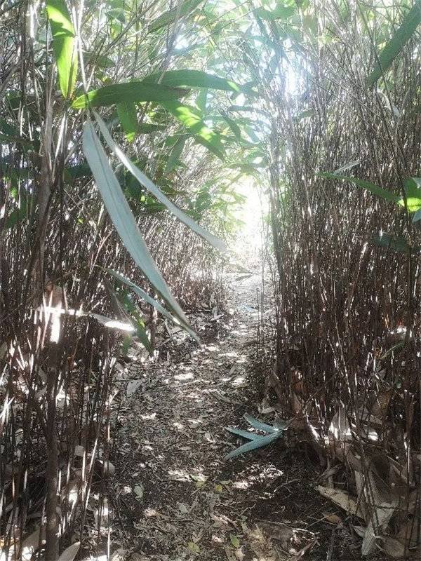 廣東博皓 博行天下丨虎年第一爬，挑戰(zhàn)從化老虎頭   -7