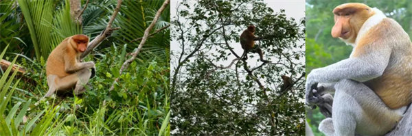 暢游碧海藍(lán)天，共筑團(tuán)隊(duì)夢(mèng)想—博皓沙巴風(fēng)情之旅        -3