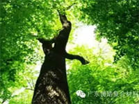 【博皓感悟】欲為大樹，莫與草爭